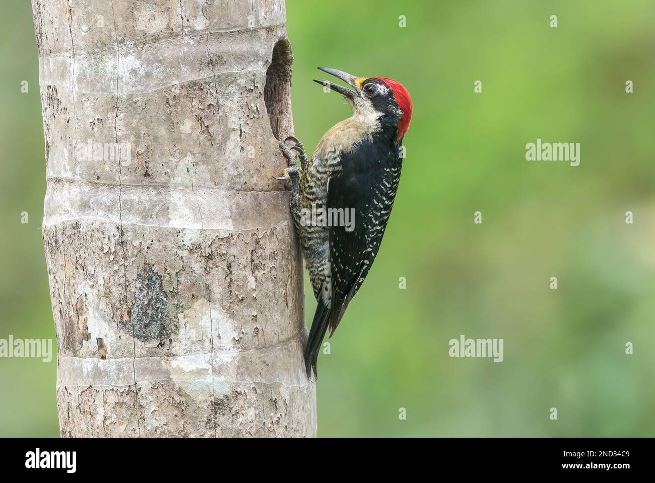 Picchio nero, Melanerpes pucherani, adulto singolo arroccato al buco nido nell'albero, Laguna de Lagarto, Costa Rica Foto Stock