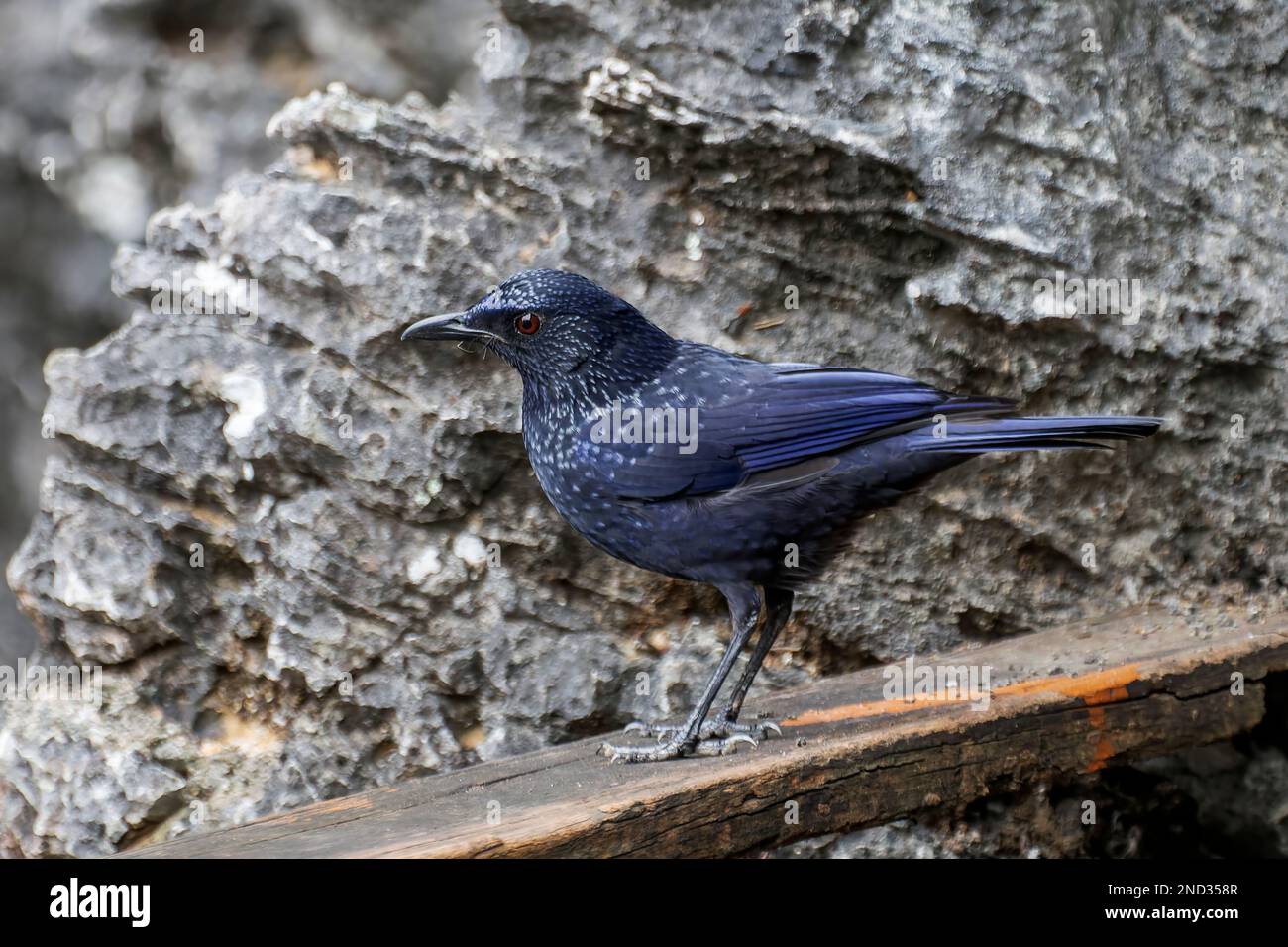 Mughetto blu, Myophonus caeruleus, adulto singolo arroccato su recinzione di legno, Baia di ha Long, Vietnam Foto Stock