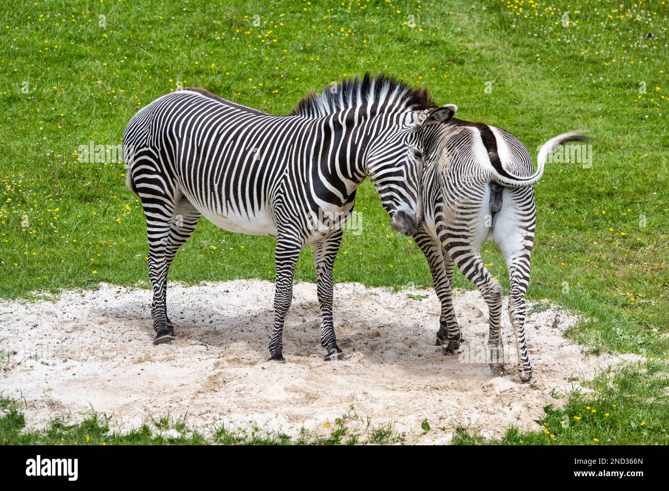 Coppia di zebra di Grevy (Equus grevyi) in un recinto di pianure africane allo Zoo di Edimburgo, Scozia, Regno Unito Foto Stock