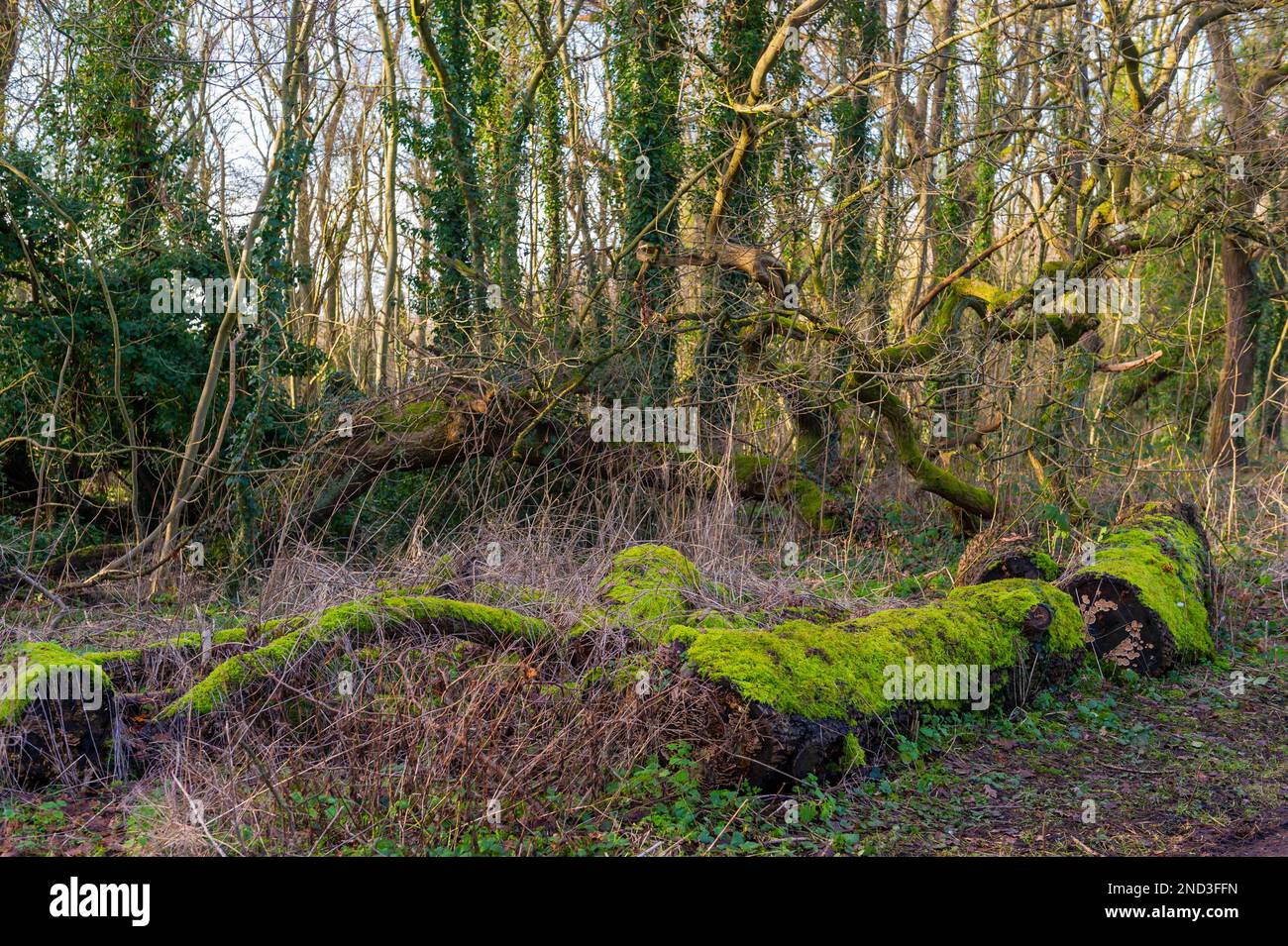 Un tronco di albero caduto coperto di muschio a Elmdon Park, Solihull, West Midlands, Regno Unito Foto Stock