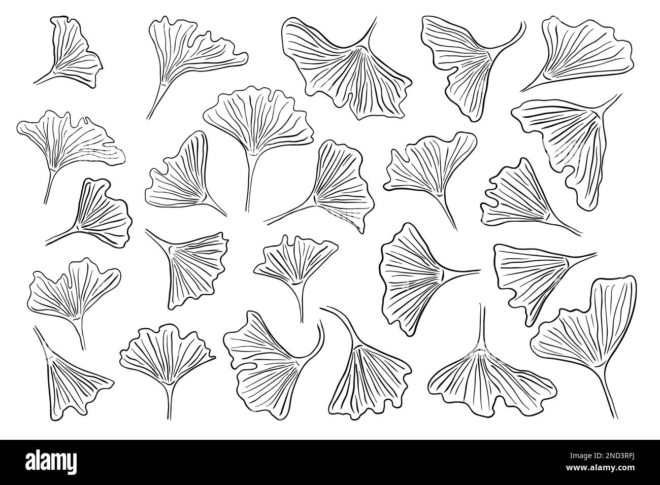 Set di schizzi a inchiostro disegnato a mano Ginkgo biloba. Fogli astratti del jinkgo. Collezione botanica vintage stile penna per l'arredamento. Illustrazione vettoriale. Illustrazione Vettoriale