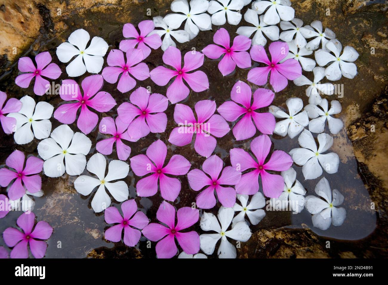 Teste di fiori; Catharanthus roseus, sull'acqua; Shela; Lamu; Kenya Foto Stock