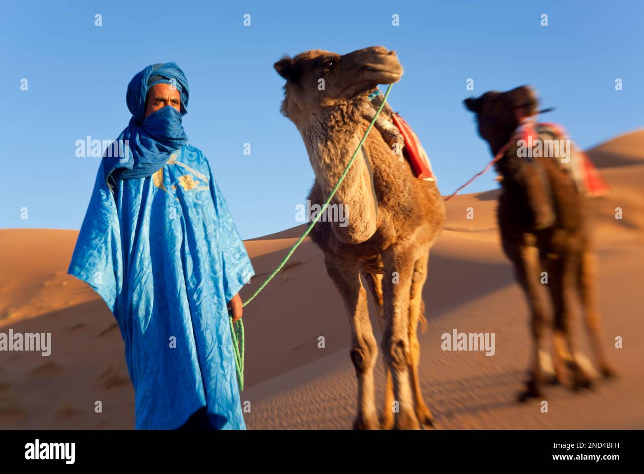 Il Tuareg uomo porta camel train, Erg Chebbi, il Deserto del Sahara, Marocco Foto Stock