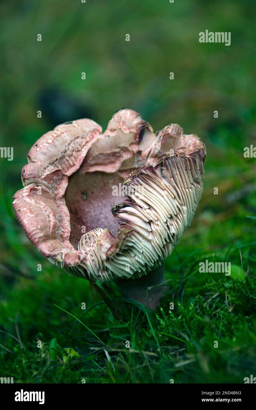 Uno sgabello di rosa che cresce su un pezzetto erboso. Foto Stock