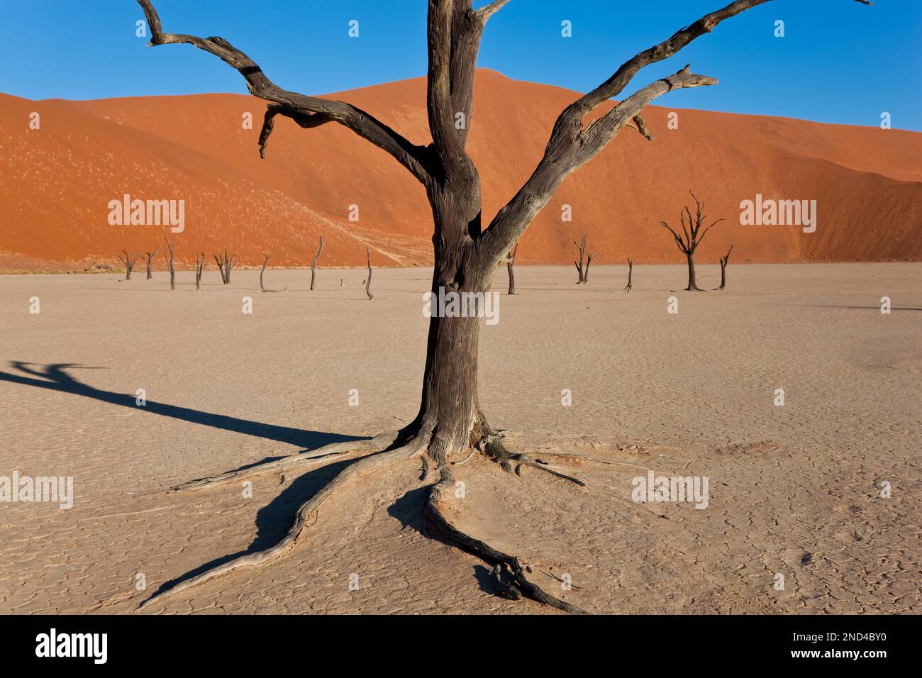 Gli alberi morti in creta asciugata pan, Namib Naukluft National Park, Namibia Foto Stock