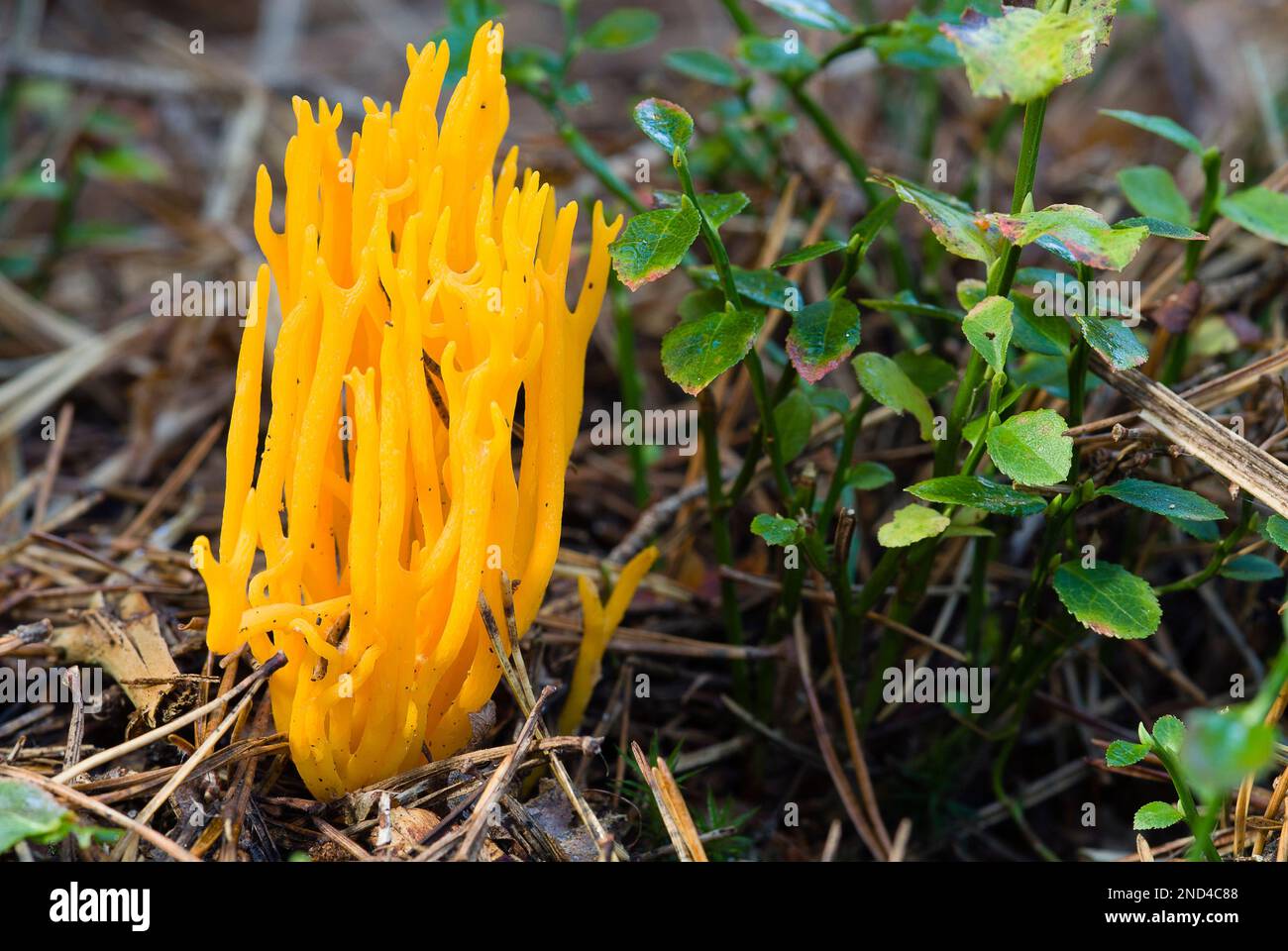 Fungo giallo brillante Staghorn, conosciuto anche come Jelly Fungus, che cresce vicino a Fallen confers nella New Forest, Hampshire, Regno Unito. Foto Stock