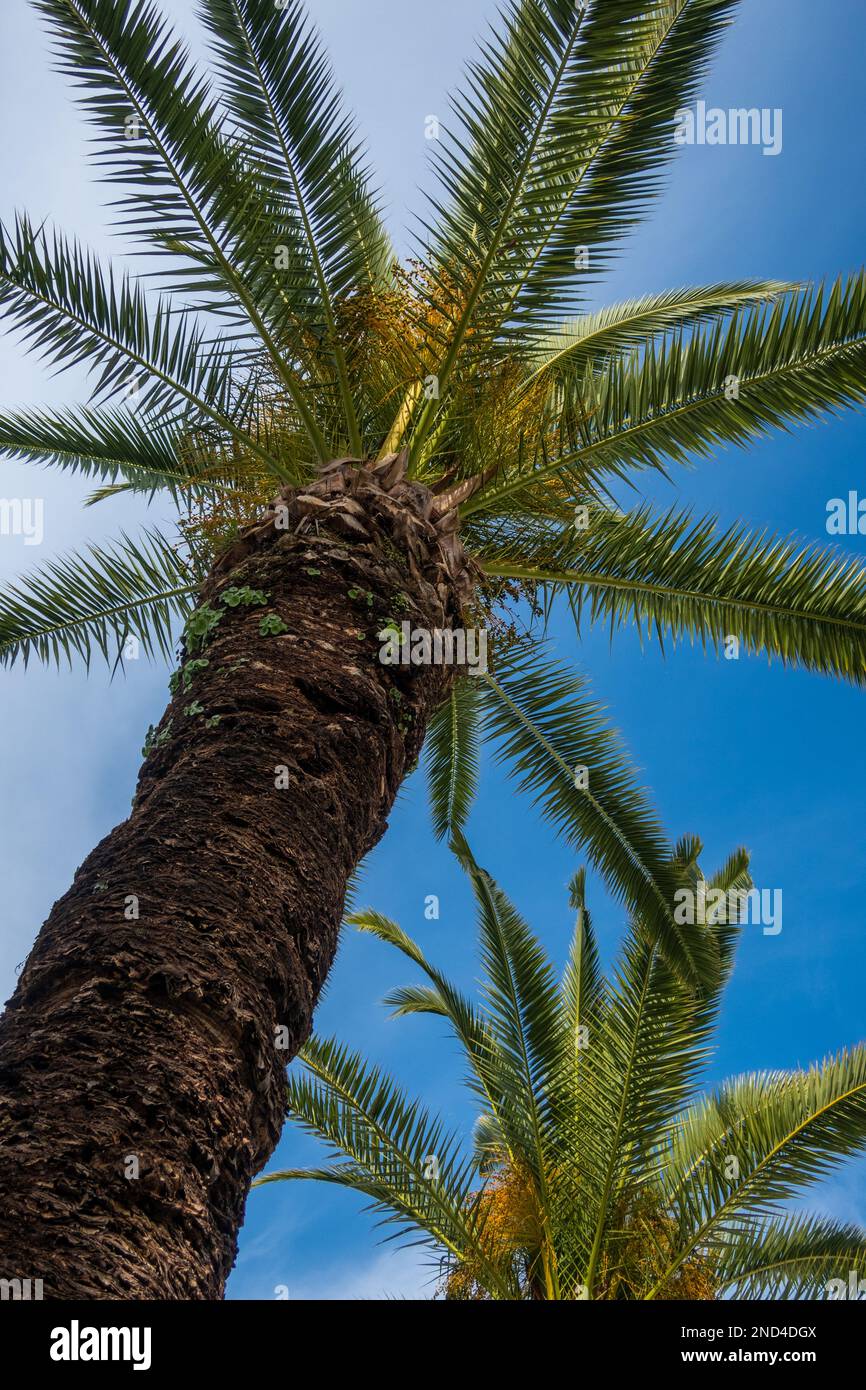 Palme contro un cielo blu, Algarve, Portogallo Foto Stock