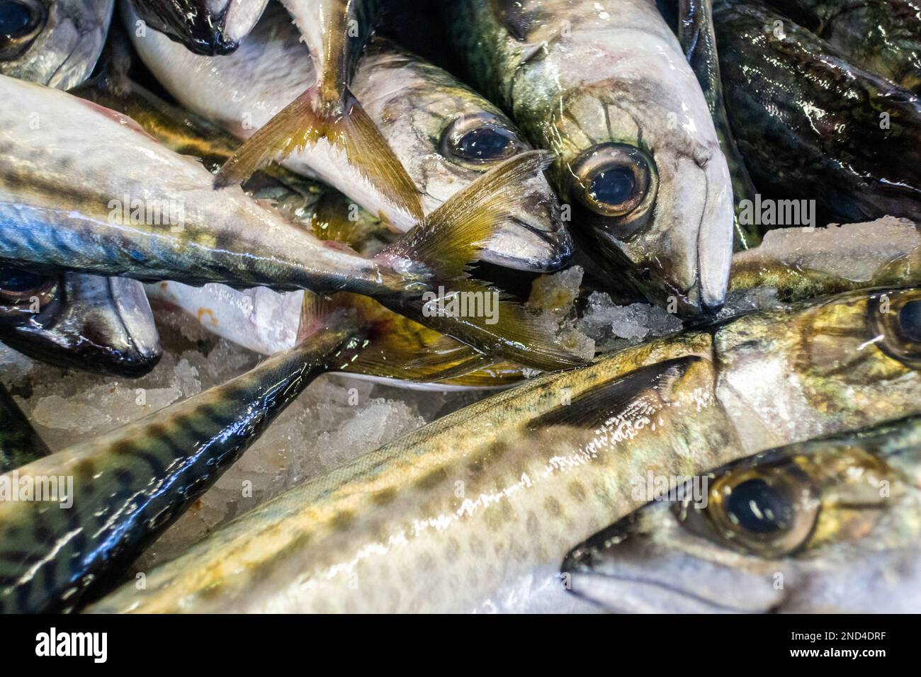 Carapau fresco o sugarero di cavallo nel mercato del pesce, Algarve, Portogallo Foto Stock