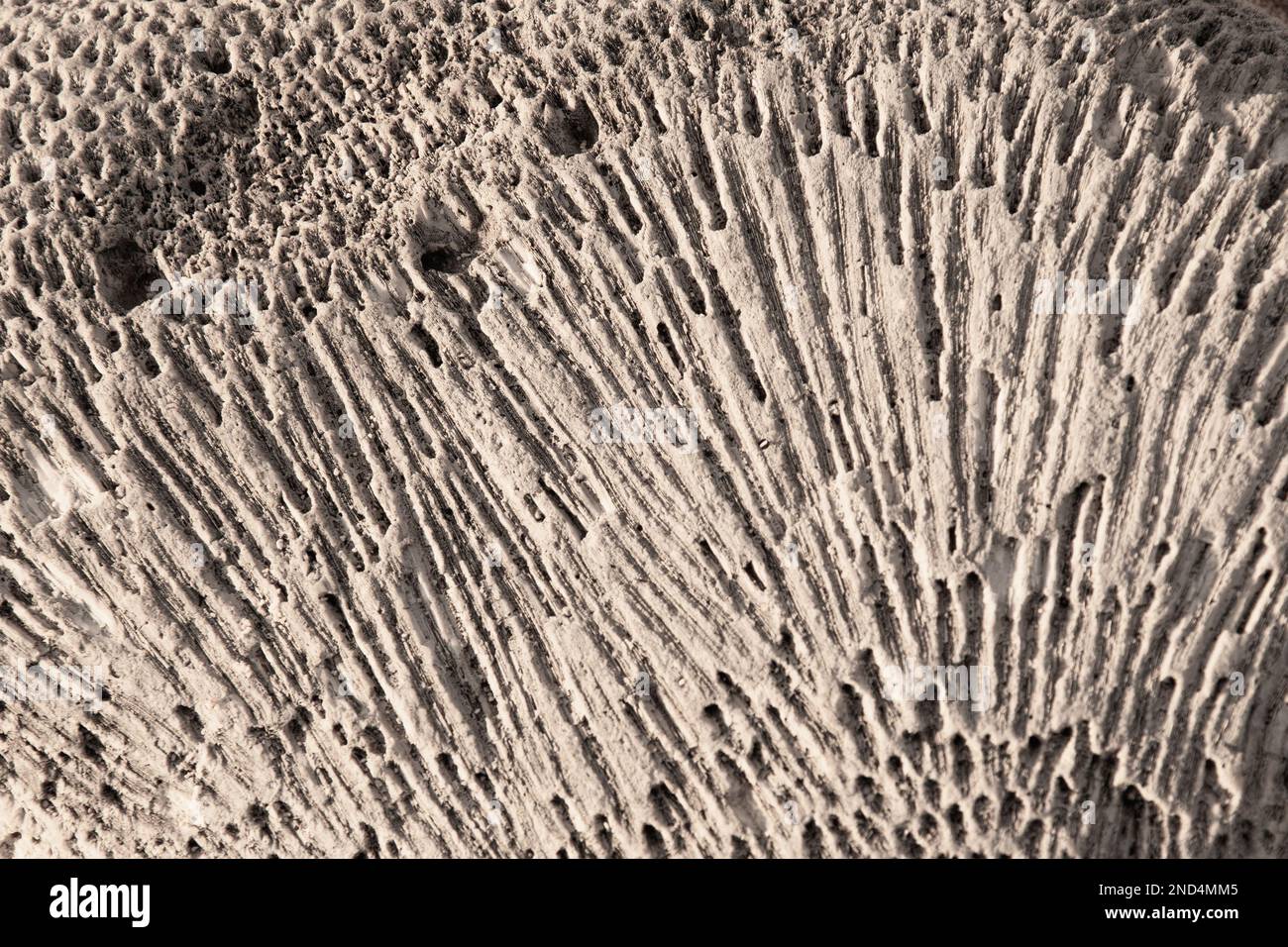 Chiusura Seashell Up (n. 2) Foto Stock