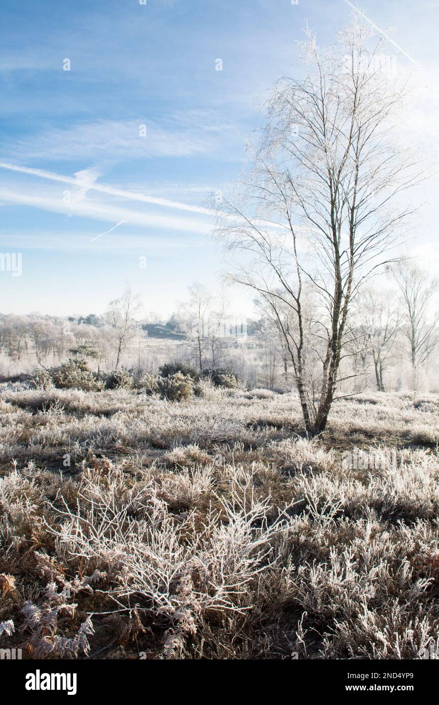 Vista di hoarfrost, brina di hoar, Iping Common, Sussex, Regno Unito, Gennaio, paesaggio, Argenti Birch alberi, betula Pendula. Heather. Brughiera di pianura Foto Stock