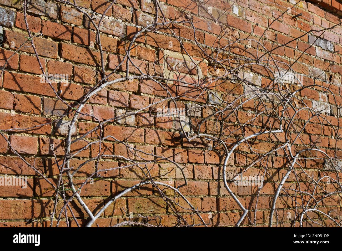 I gambi di rosa Rosa Lady Curzon, ben potati e addestrati, si trovano contro un muro di mattoni al Mottisfont Abbey Garden Hampshire England, National Trust, febbraio Foto Stock