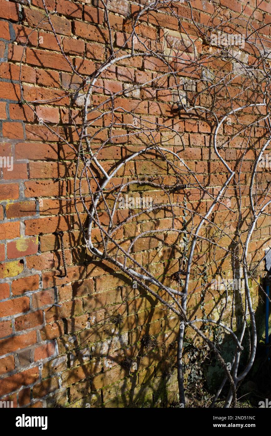 I gambi di rosa Rosa Lady Curzon, ben potati e addestrati, si trovano contro un muro di mattoni al Mottisfont Abbey Garden Hampshire England, National Trust, febbraio Foto Stock