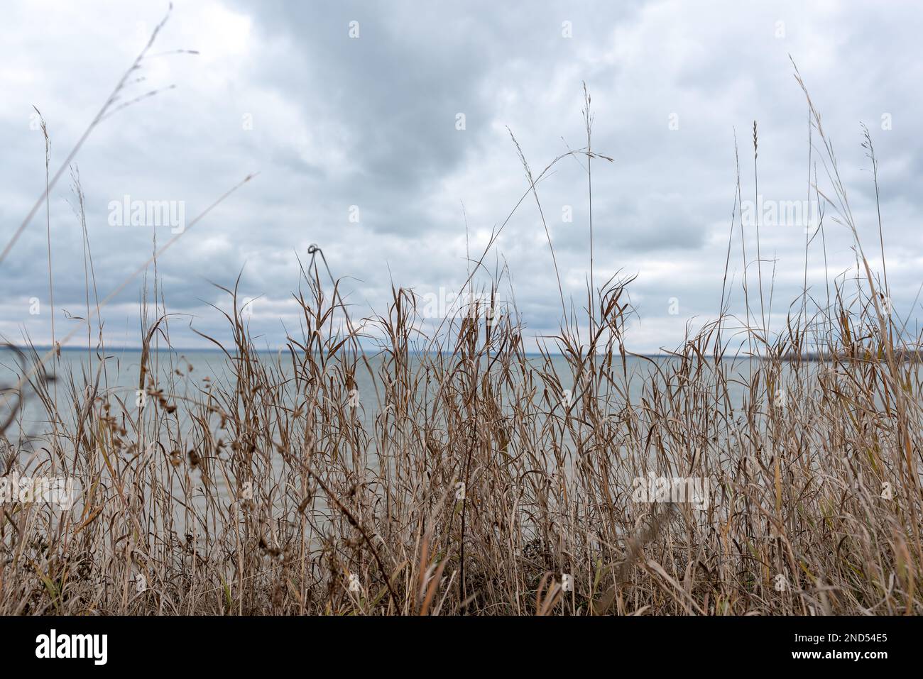 L'erba secca d'autunno su una scogliera si scuote al vento sullo sfondo del mare tormentato e delle nuvole. Foto Stock