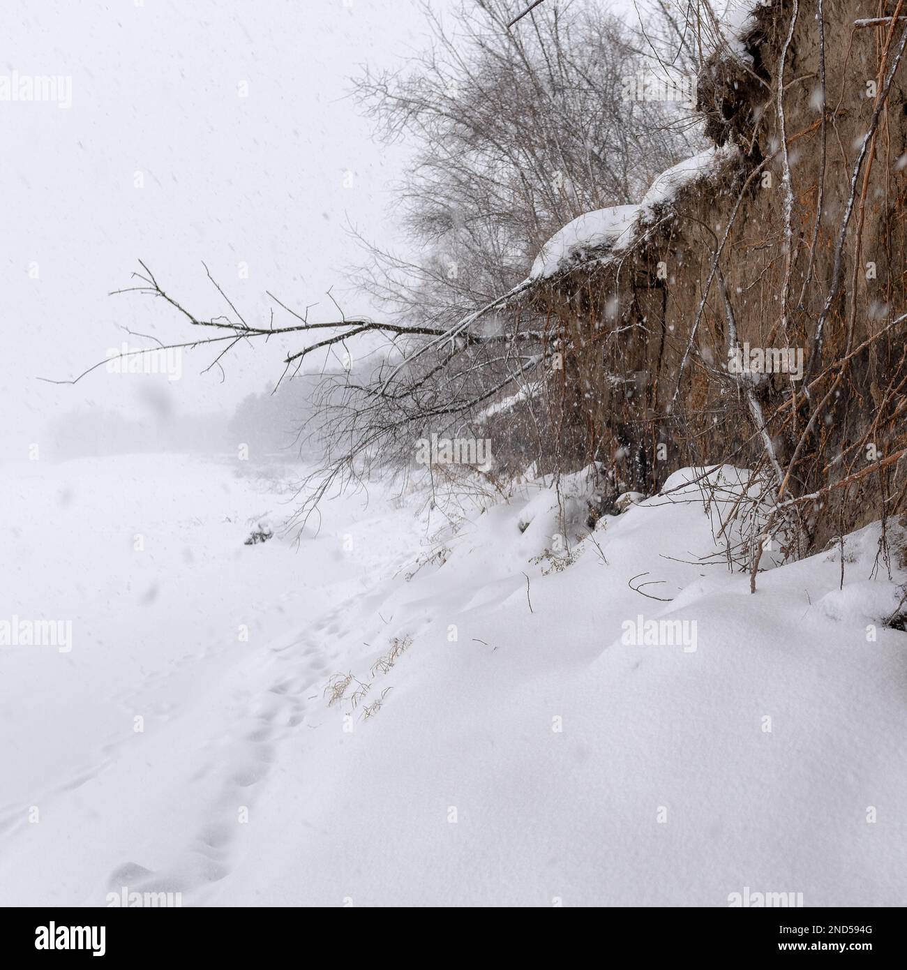 Fiocchi di neve volanti coprono le piste lungo la scogliera con radici sporgenti in una forte tempesta di neve sul ghiaccio del fiume Siberiano. Foto Stock