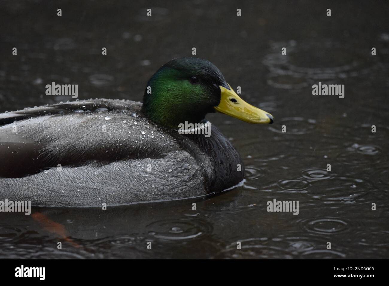 Primo piano immagine del profilo destro di un Drake Mallard Duck (Anas platyrhynchos) Nuoto nella vista coperto da gocce di pioggia con gocce di pioggia sul lago, Regno Unito Foto Stock