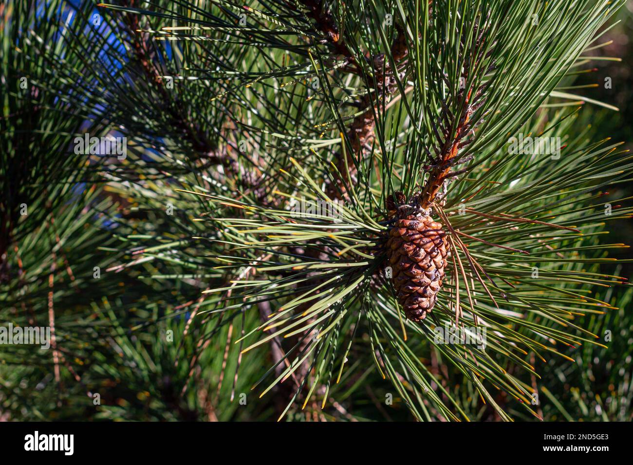 rami di pino con coni. sfondo di rami di pino. Foto Stock