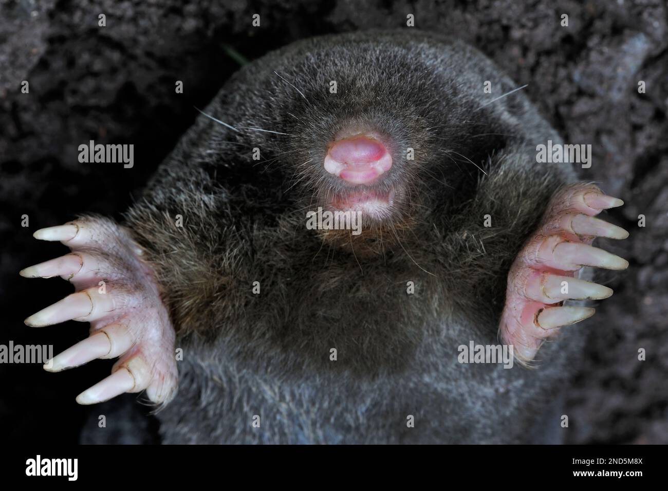 Mole (Talpa europaea) immagine messa in scena di animali morti, Berwickshire, Scottish Borders, Scozia, luglio 2008 Foto Stock