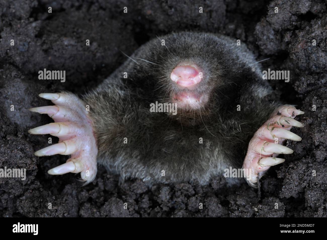 Mole (Talpa europaea) immagine messa in scena di animali morti, Berwickshire, Scottish Borders, Scozia, luglio 2008 Foto Stock