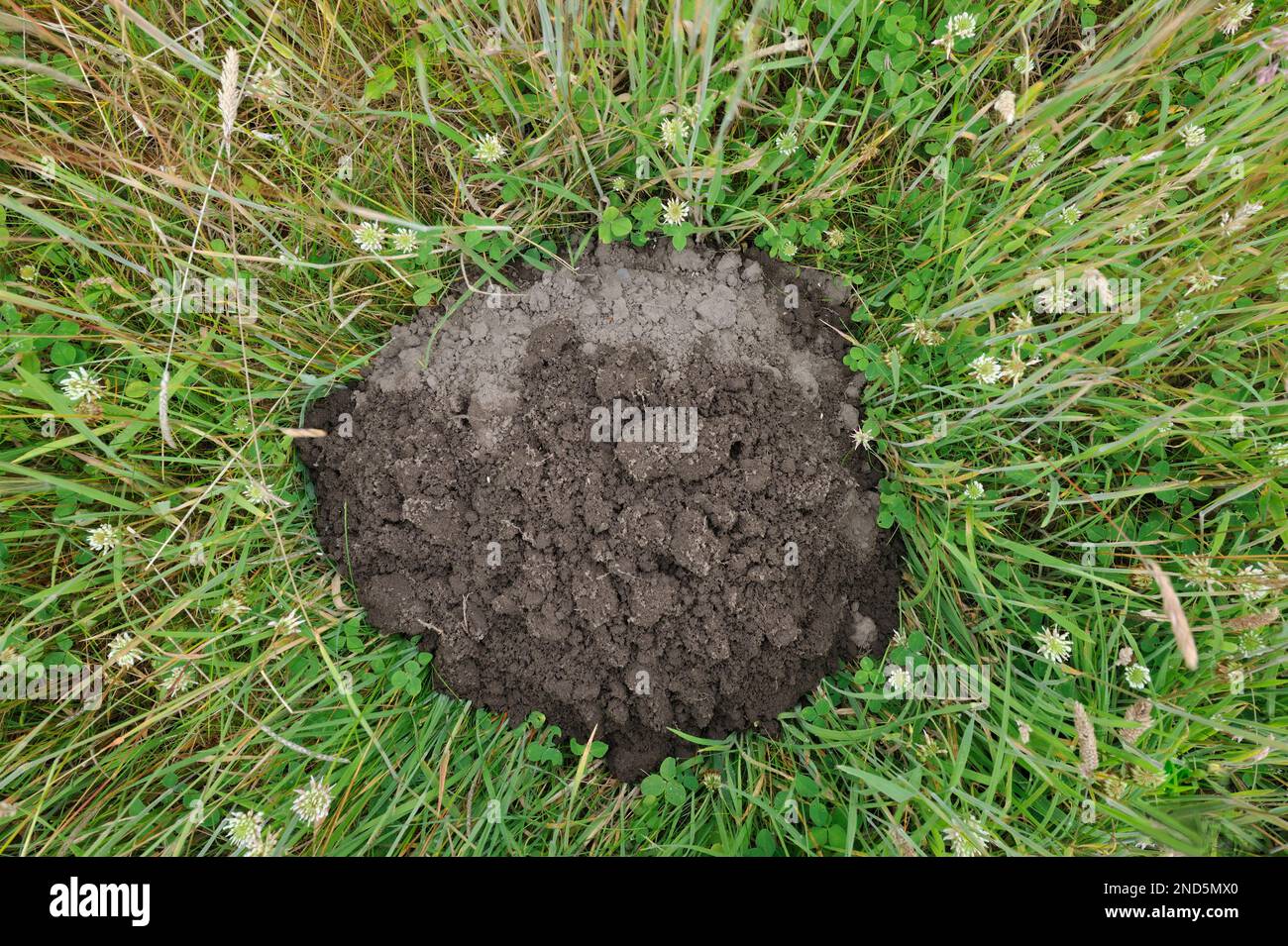 Mole (Talpa europaea) fresca collina mole in nuovo prato boschivo, North Yorkshire, Inghilterra, luglio 2017 Foto Stock