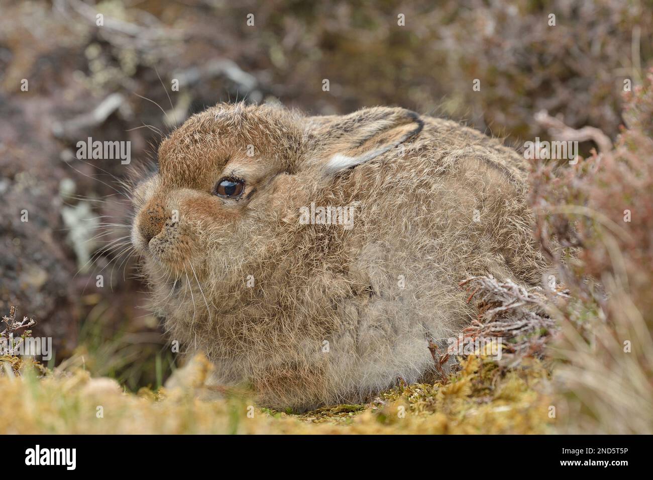 Lepre di montagna (Lepus timidus) giovanile in cappotto estivo marrone e con infestazione di zecche, Cairngorms Mountains, Cairngorm National Park, Scozia, maggio Foto Stock