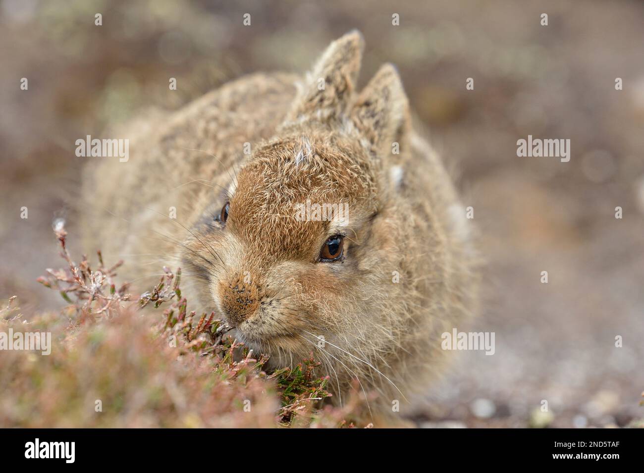 Lepre di montagna (Lepus timidus) giovanile in cappotto estivo marrone e con infestazione di zecche, Cairngorms Mountains, Cairngorm National Park, Scozia, maggio Foto Stock