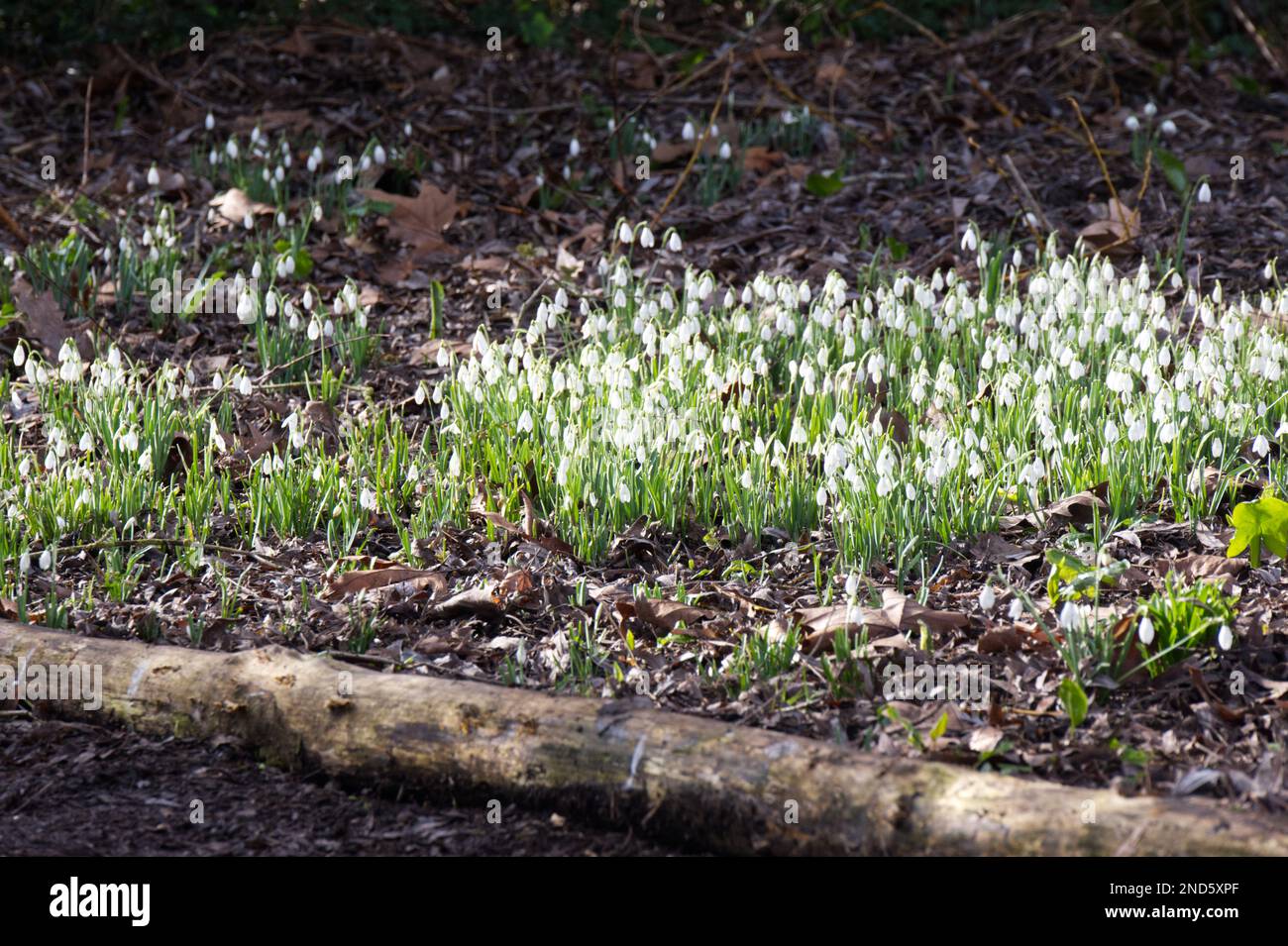 Inverno fioritura innevamento bianco, galanthus nivalis, naturalizzato lungo un percorso boschivo UK febbraio Foto Stock