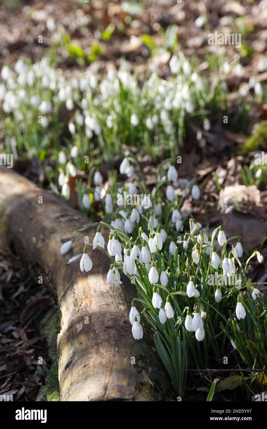 Inverno fioritura innevamento bianco, galanthus nivalis, naturalizzato lungo un percorso boschivo UK febbraio Foto Stock