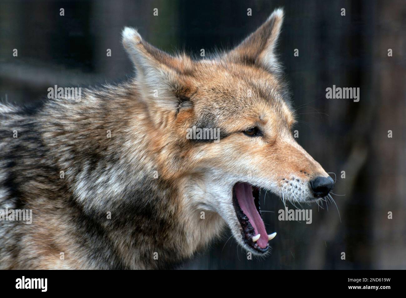 coyote, primo piano, vista laterale bocca aperta Foto Stock