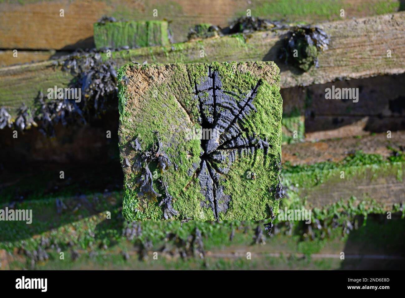 Whitstable, Kent, Inghilterra, Regno Unito. Particolare di un Groyne sulla spiaggia - struttura in legno che conduce giù per la spiaggia ad angolo retto rispetto al mare per fermare il moveme Foto Stock