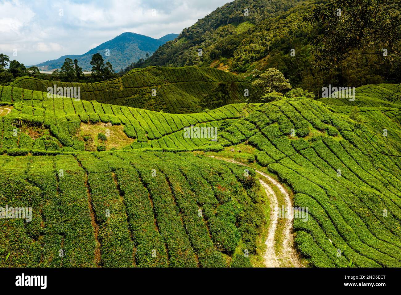 Top vire of, le Cameron Highlands della Malesia mostrano acri di piantagioni di tè terrazzate. I tè coltivati sono noti per essere di qualità eccezionale Foto Stock