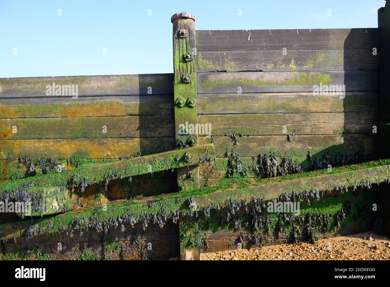 Whitstable, Kent, Inghilterra, Regno Unito. Groyne sulla spiaggia - struttura in legno che conduce giù per la spiaggia ad angolo retto verso il mare per fermare il movimento di theshi Foto Stock