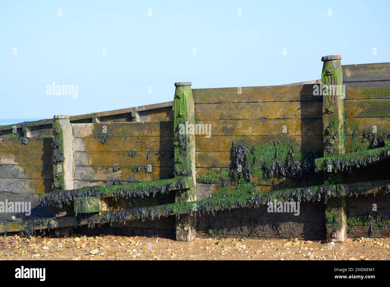 Whitstable, Kent, Inghilterra, Regno Unito. Groyne sulla spiaggia - struttura in legno che conduce giù per la spiaggia ad angolo retto rispetto al mare per fermare il movimento della palude Foto Stock