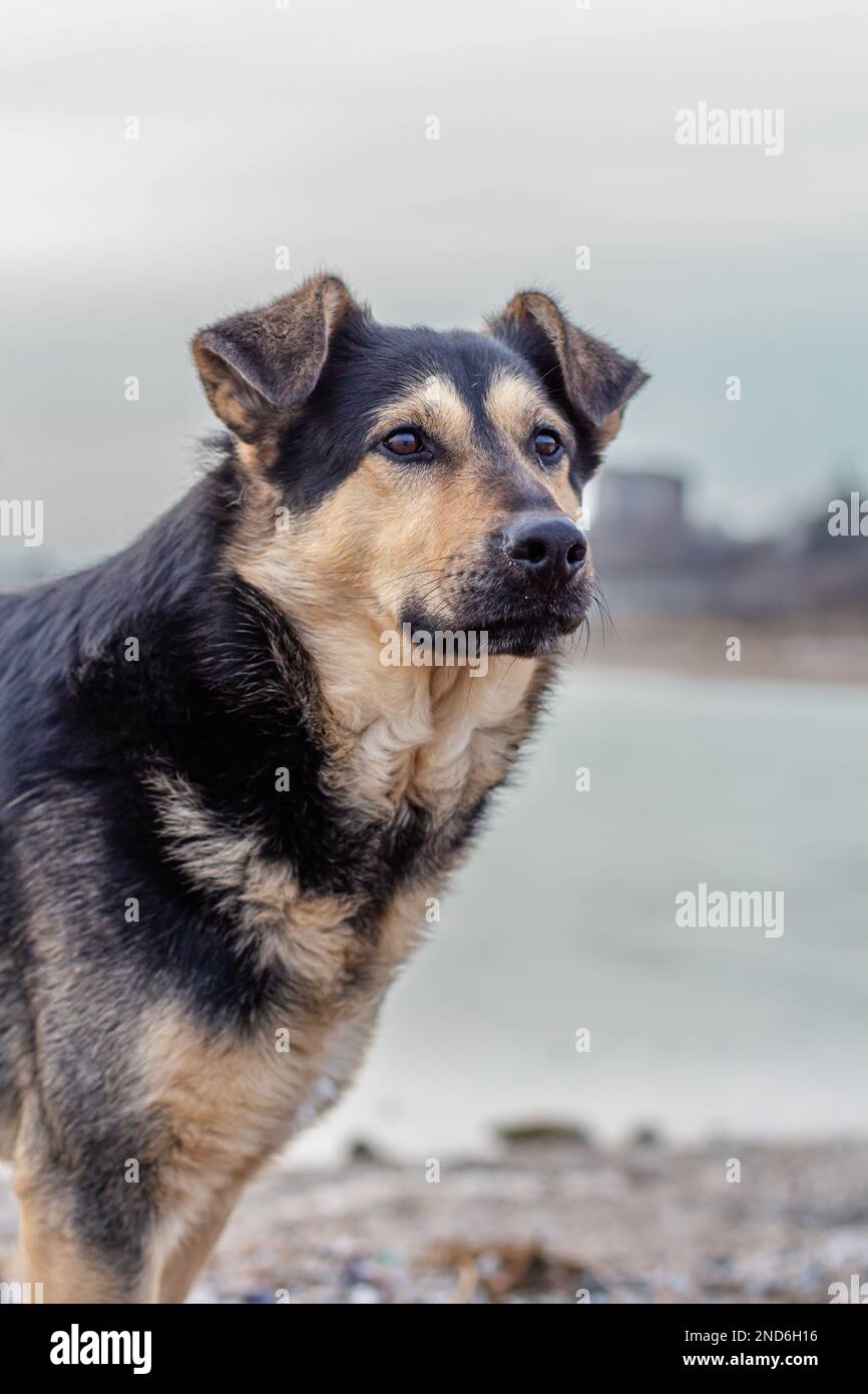 primo piano del cane grande del cortile. Foto Stock