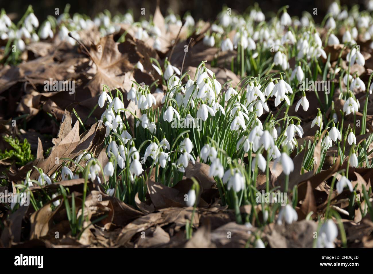 Inverno fiorendo nevicate, galanthus nivalis cresce nel Regno Unito bosco febbraio Foto Stock