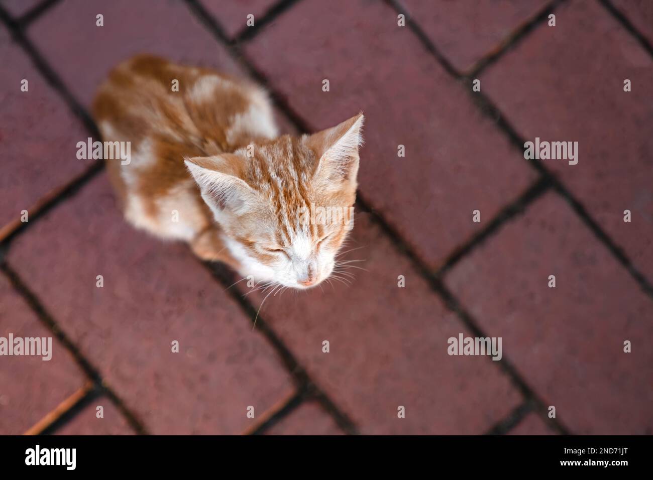 Piccolo gattino senza tetto rosso e bianco si trova sul sentiero di passerby con gli occhi chiusi, angolo di visione superiore Foto Stock