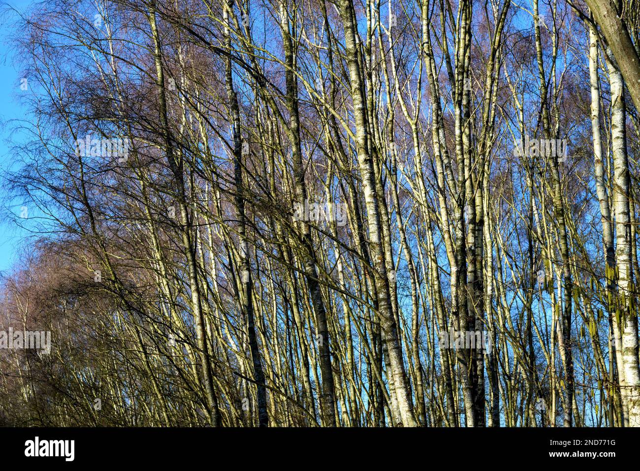 Alberi di betulla argentata (Betula pendula) nella riserva naturale di Sevenoaks, Kent, Regno Unito. Febbraio Foto Stock