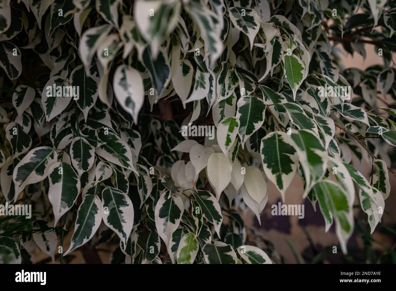 Principalmente pianto sfocato pianta di fico foglie closeup Foto Stock