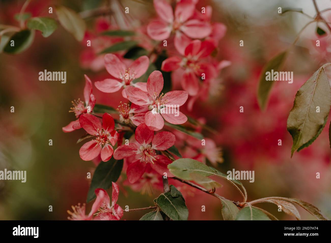 Splendidi fiori rosa di un albero di mela su sfondo sfocato. Primo piano Foto Stock