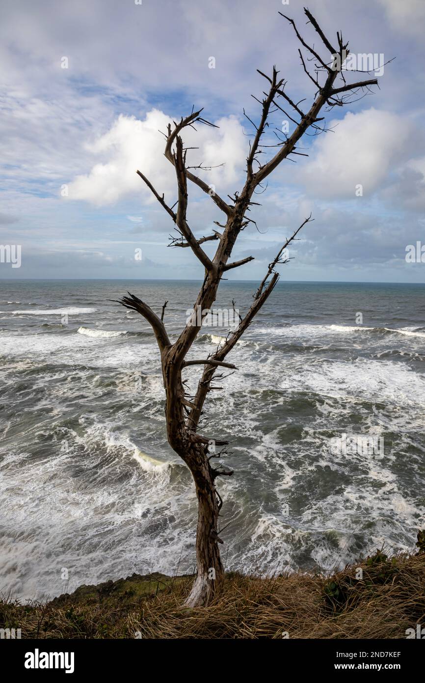 WA22985-00....WASHINGTON - albero morto su una scogliera che domina l'Oceano Pacifico al Cape Disappunto state Park. Foto Stock