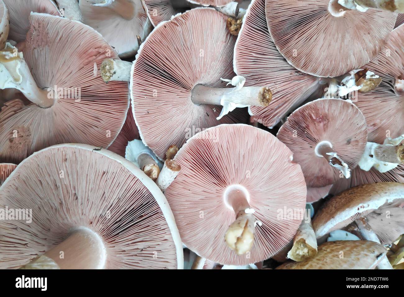 L'agaricus silvicola, detto anche fungo di legno, è una specie di fungo di agaricus appartenente alla famiglia delle agaricus. Foto Stock