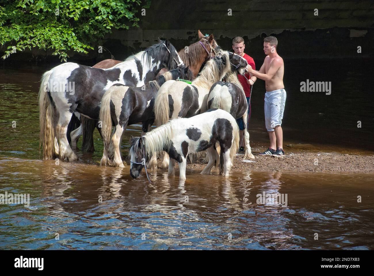 Cavalli e pony sono lavati nel fiume Eden.IT può migliorare l'aspetto prima della vendita o, almeno, sembra essere goduto dai partecipanti a Appleby. Foto Stock