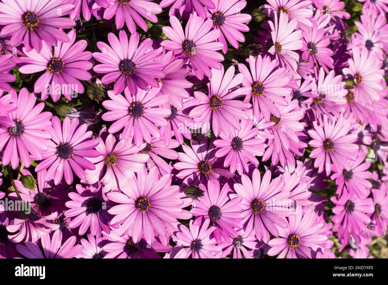 Bel sfondo di margherite cape in colore viola Foto Stock
