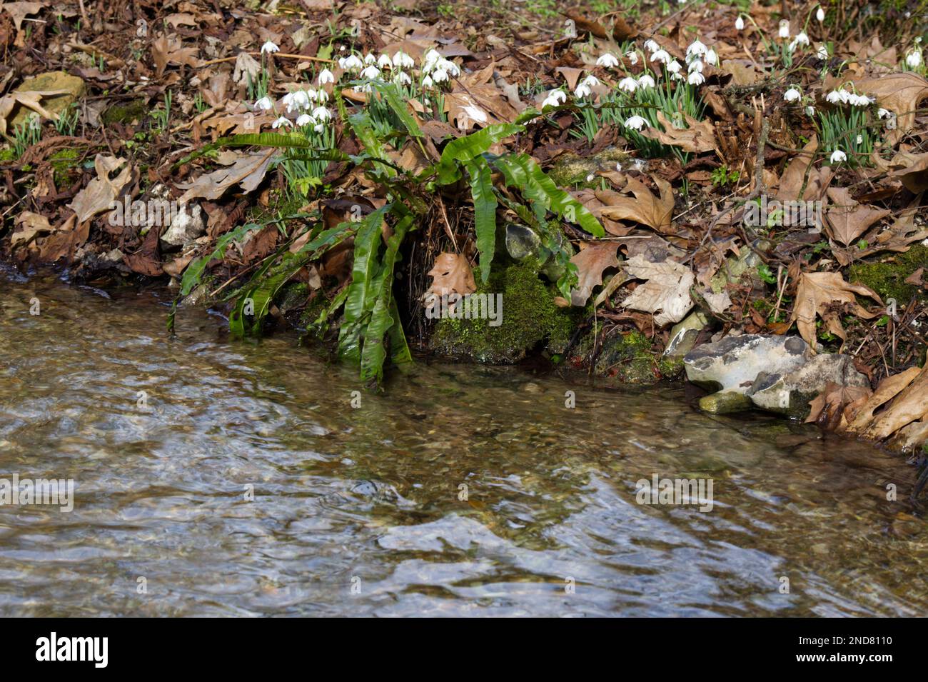 Una banca di innevamenti in fiore d'inverno, galanthus nivalis, e hart lingua felce, Asplenium accanto a un ruscello in un giardino boschivo UK febbraio Foto Stock