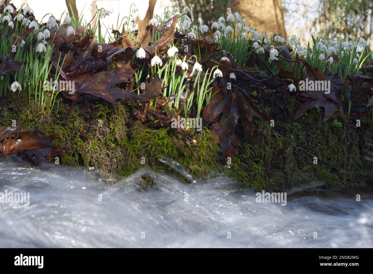 Una banca di nevicate invernali fiorite, galanthus nivalis, insieme a un flusso in rapido movimento in un giardino boschivo UK febbraio Foto Stock