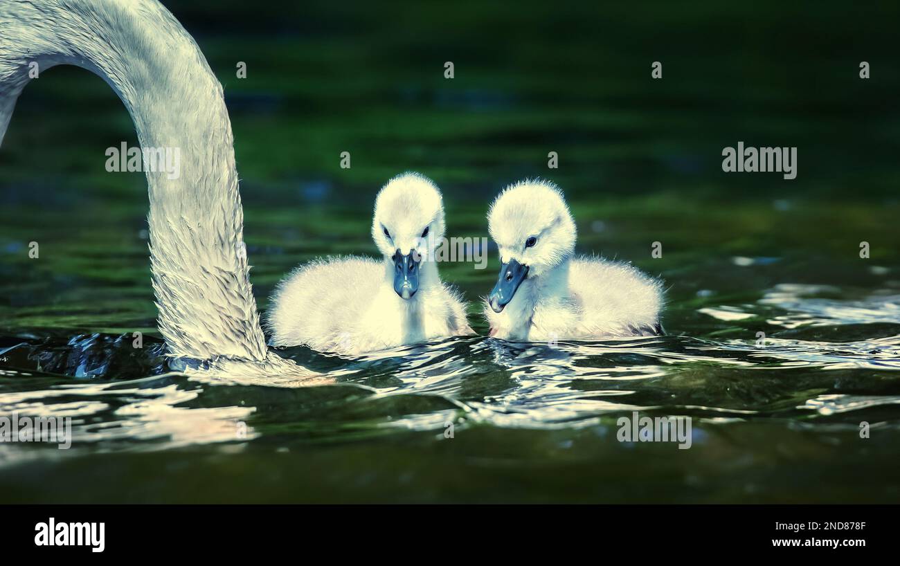 I cigni giovani guardano la loro madre mentre cercano il cibo. La foto migliore. Foto Stock
