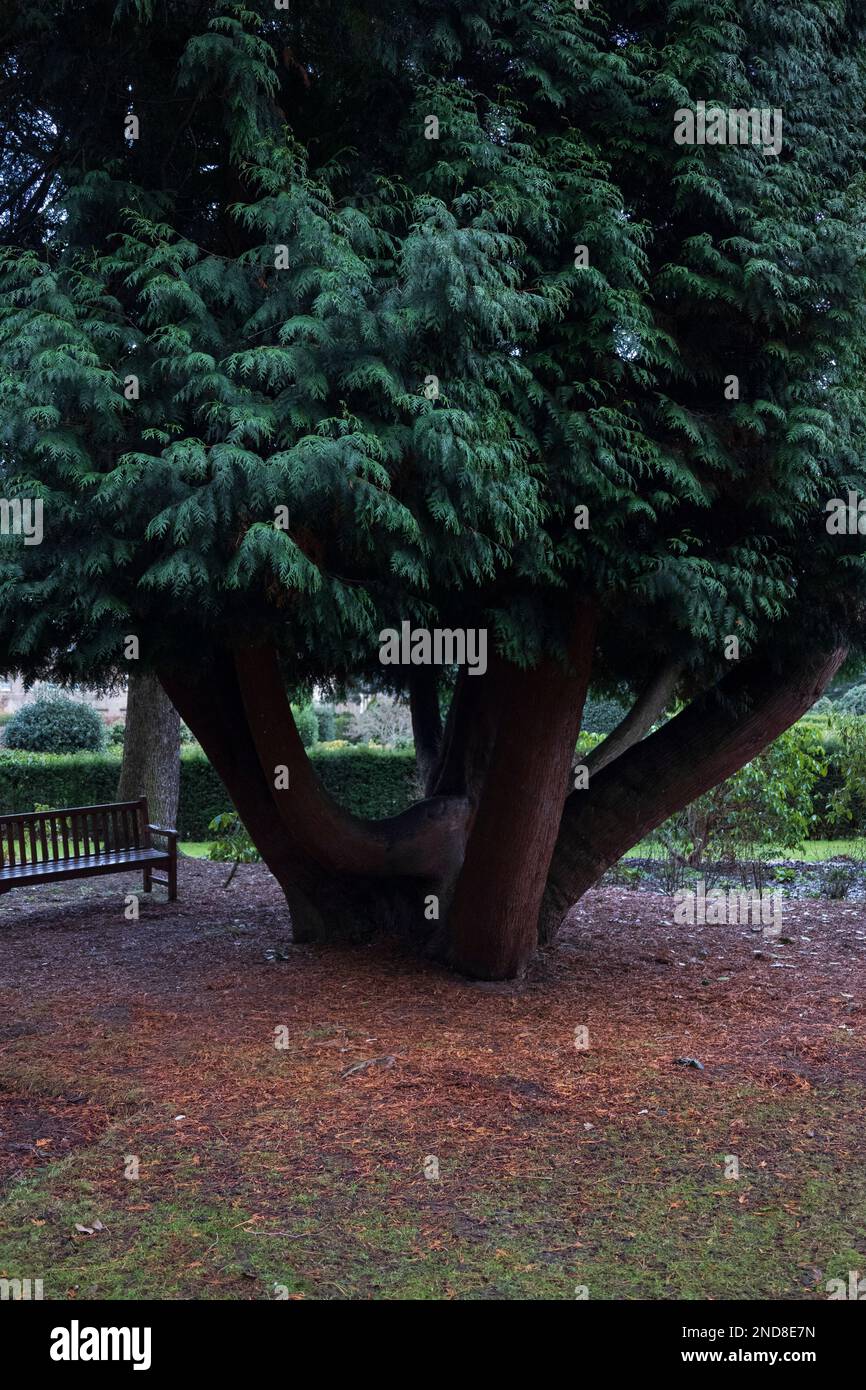 Un albero strano con più tronchi. Foto Stock