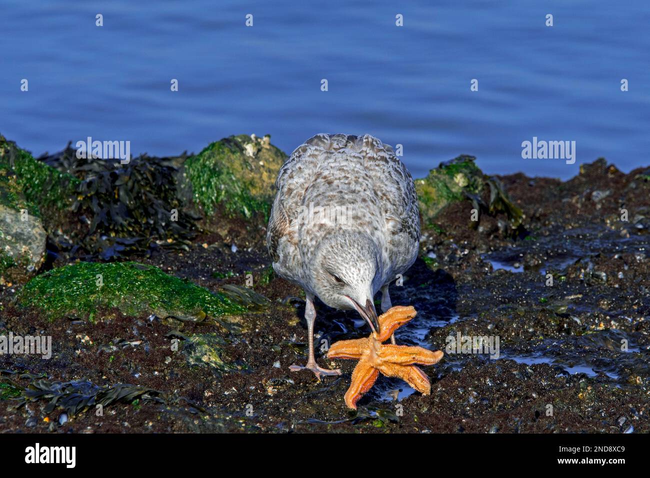 Gabbiano di aringa europeo (Larus argentatus) giovanile nel primo piumaggio invernale mangiare stelle marine comuni / stella marina comune lungo la costa del Mare del Nord Foto Stock