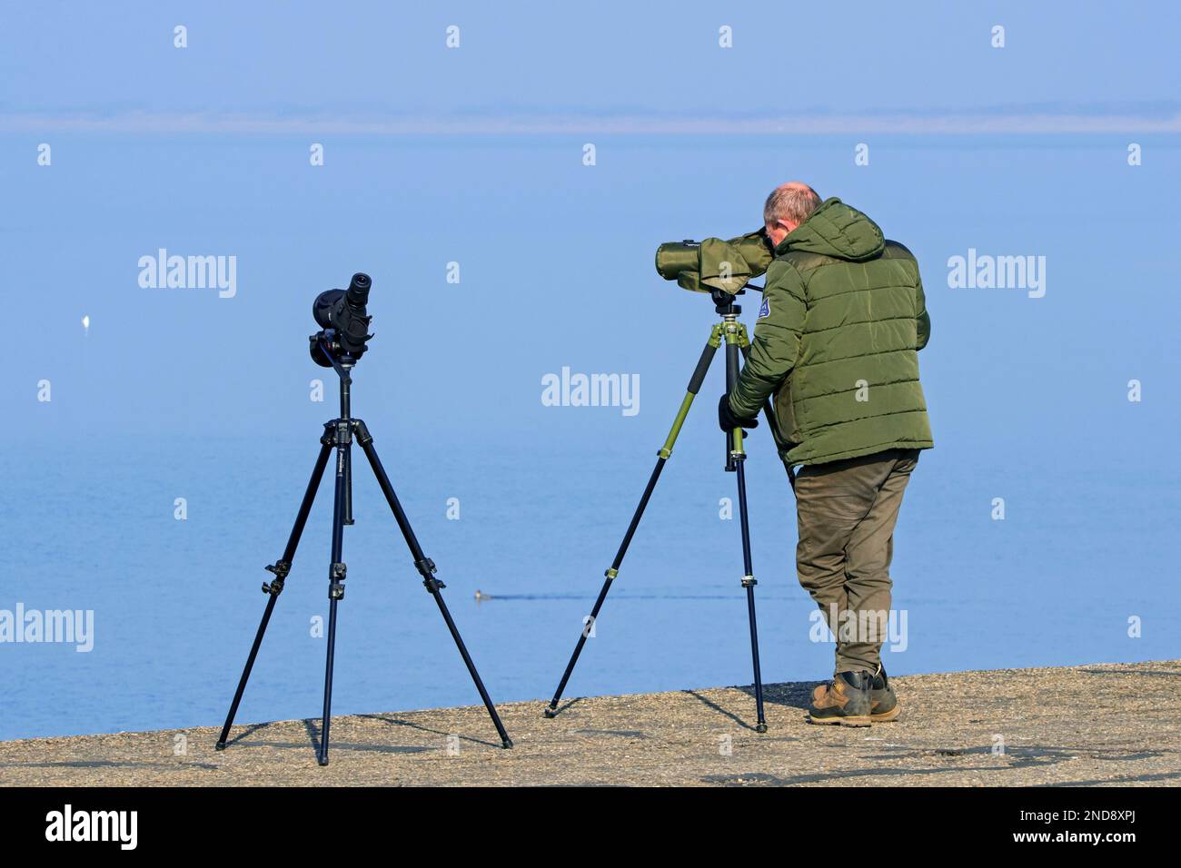 Birdwatcher / birdwatcher guardando attraverso il telescopio per gli uccelli marini lungo la costa del Mare del Nord in inverno Foto Stock