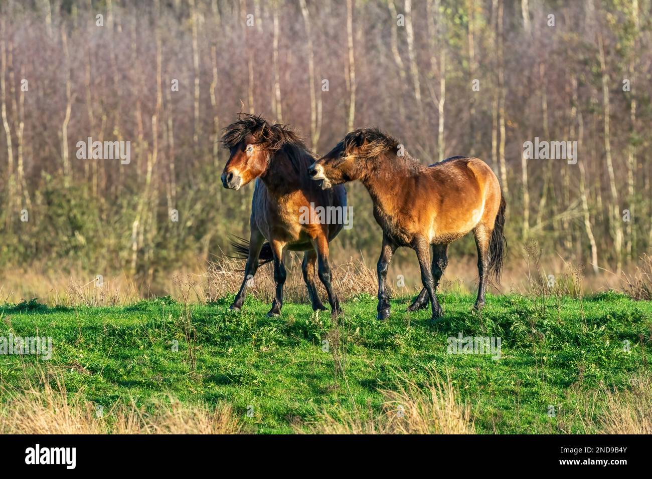 Due pony exmoor bruni combattenti, contro una foresta e lo sfondo di canne. Mordente, aring e colpire. colori autunnali in inverno. Messa a fuoco selettiva Foto Stock