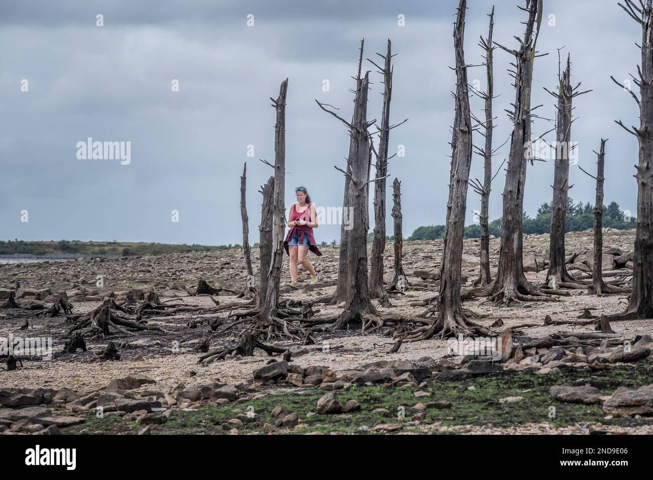 Una donna visitatrice che cammina tra i resti di una cimosa di alberi morti ora esposti da gravi condizioni di siccità al lago Colliford Reservoir su Bo Foto Stock